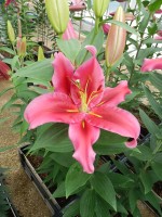 [5557 Po60 Peter Schenk No02.JPG]